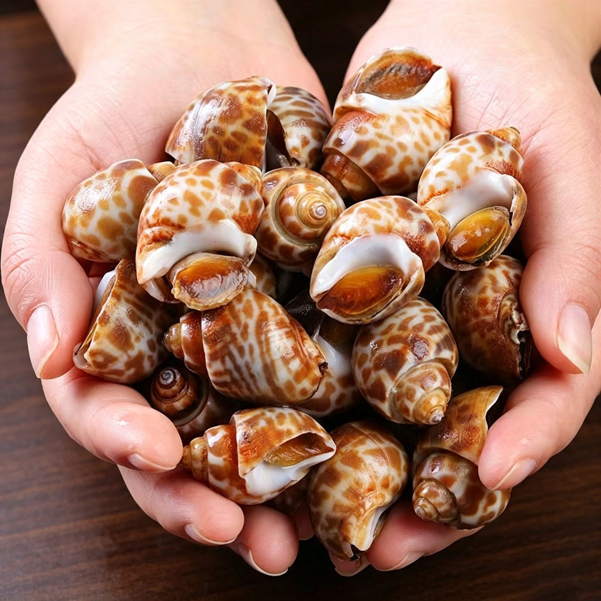 Wild Caught Spotted Babylon Snails