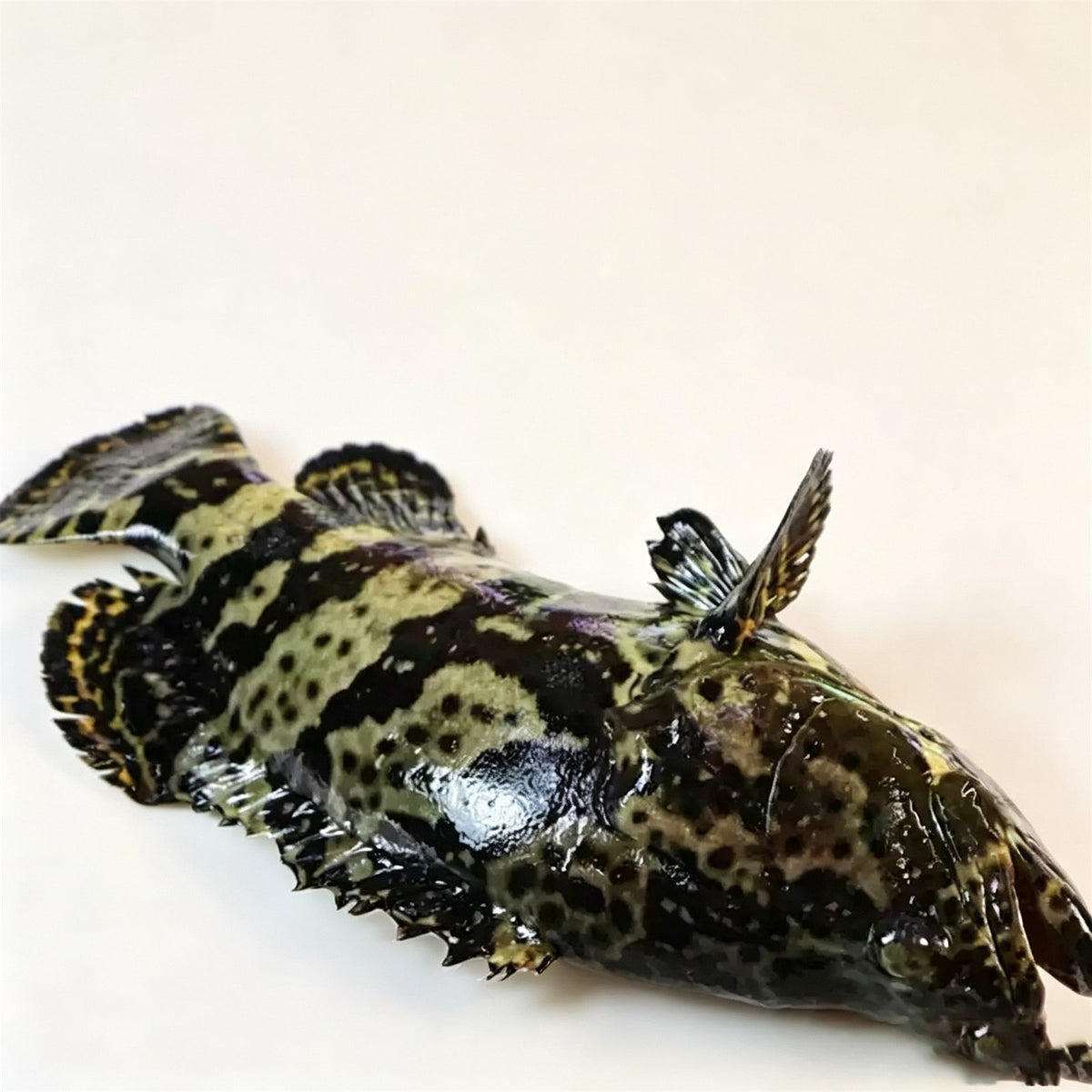 Frozen Whole Grouper